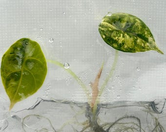 Alocasia Azlanii Aurea Variegated (1 item/bag) Tissue Culture