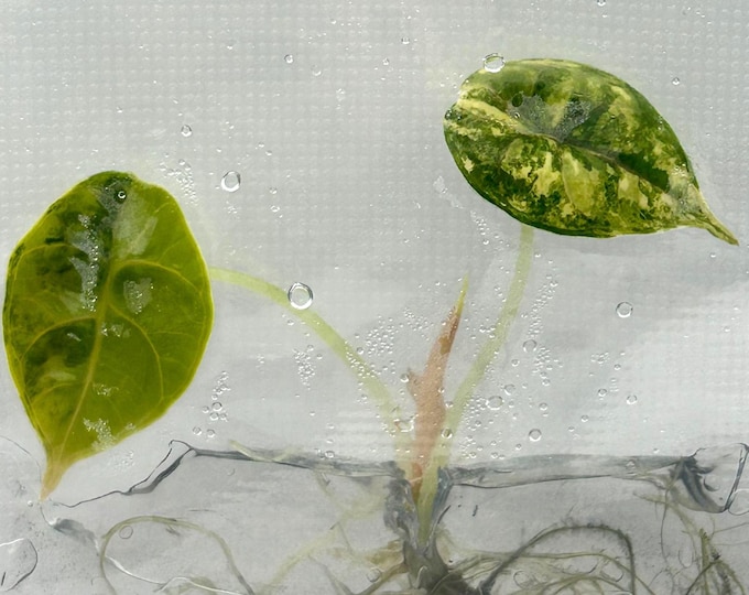 Alocasia Azlanii Aurea Variegated (1 plantlet/bag) Tissue culture