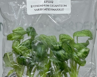 Epipremnum Giganteum Variegated (Marble) (5 plants/bag) Tissue Culture