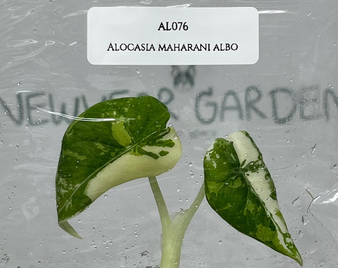 Alocasia Maharani Albo Variegated (1 plant/bag) Tissue Culture