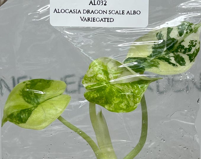 Alocasia Dragon Scale Albo Variegated (1 plant/bag) Tissue Culture