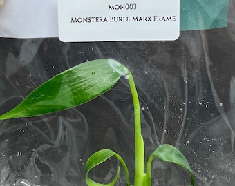 Monstera Burle Marx Frame (1 plantlet/bag) Tissue culture