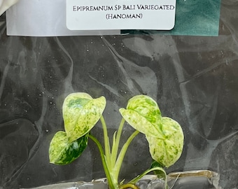 Epipremnum Sp Bali Variegated (Hanoman) (1 plantlet/bag) Tissue culture
