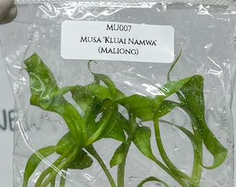 Musa 'Kluai Namwa' (Maliong) Tissue Culture (5 items/bag)