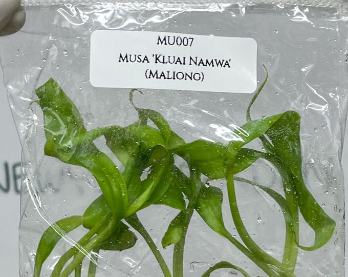 Musa 'Kluai Namwa' (Maliong) Tissue Culture (5 items/bag)