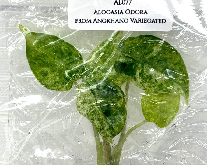 Alocasia Odora from Angkhang Variegated (1 plantlet/bag) Tissue culture