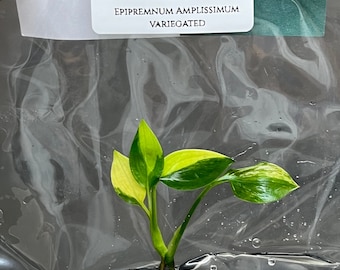 Epipremnum Amplissimum Variegated (1 plantlet/bag) Tissue culture
