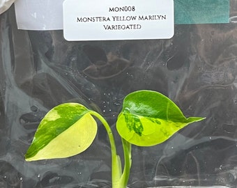Monstera Yellow Marilyn Variegated (1 plantlet/bag) Tissue culture