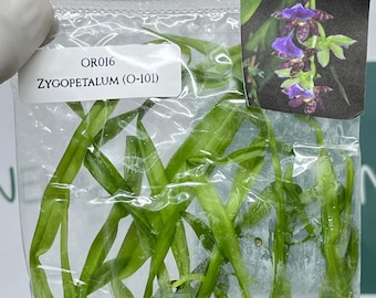 Zygopetalum (O-101) Tissue Culture (5 items/bag)