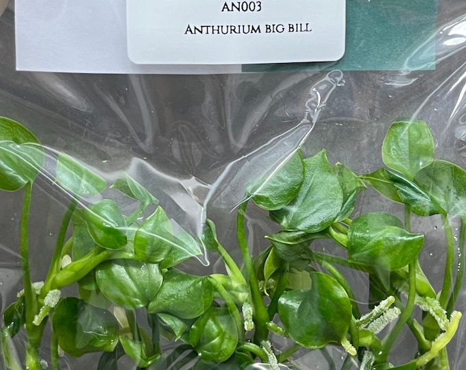Anthurium big bill (5 plantlets/bag) Tissue culture