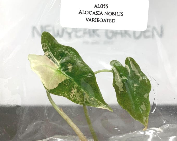 Alocasia Nobilis Pink-Albo Variegated (1 item/bag)) Tissue Culture