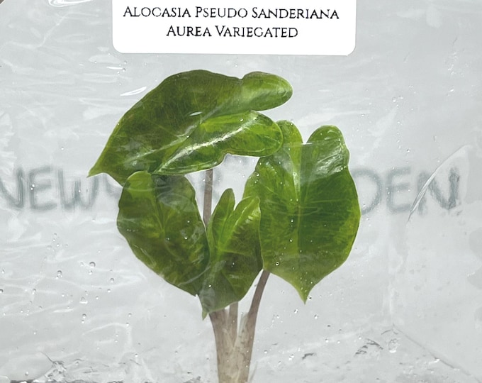 Alocasia Pseudo Sanderiana Aurea Variegated (1 item/bag) Tissue Culture