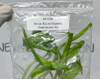 Musa 'Kluai Namwa' (Pakchong 50) Tissue Culture (5 items/bag)