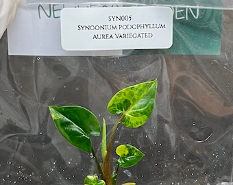 Syngonium podophyllum Aurea Variegated (1 plantlet/bag) Tissue culture