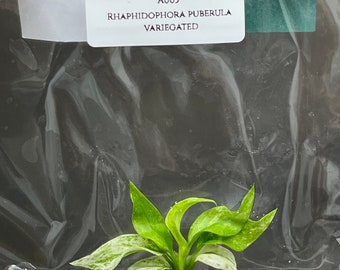 Rhaphidophora Puberula Variegated Tissue Culture (1 item/bag)