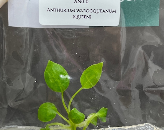 Anthurium warocqueanum (Queen) (1 plantlet/bag) Tissue culture