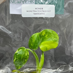 Monstera Electrolight Variegated (1 plantlet/bag) Tissue culture