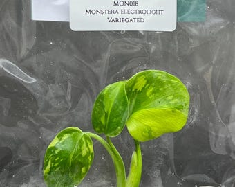 Monstera Electrolight Variegated (1 plantlet/bag) Tissue culture