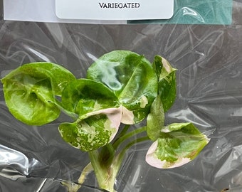 Syngonium Strawberry Ice Variegated (1 plantlet/bag) Tissue culture