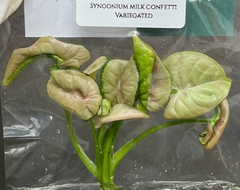 Syngonium milk confetti Variegated  (1 plantlet/bag) Tissue culture