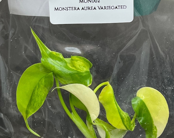 Monstera Aurea Borsigiana Variegated (1 plantlet/bag) Tissue culture