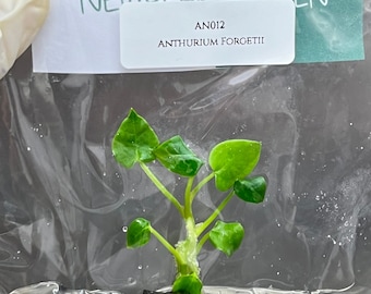 Anthurium Forgetii (1 item/bag) Tissue Culture