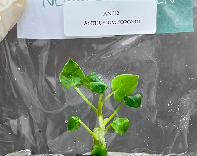 Anthurium Forgetii (1 plantlet/bag) Tissue culture
