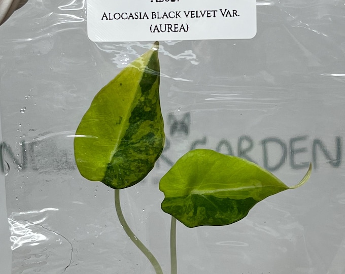 Alocasia Black Velvet Variegated (AUREA) (1 plant/bag) Tissue Culture