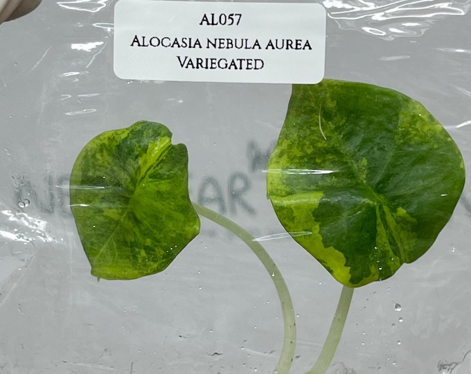 Alocasia Nebula Aurea Variegated (1 plant/bag) Tissue Culture