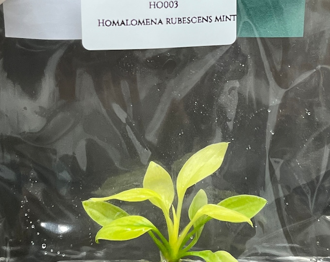 Homalomena rubescens mint (1 plantlet/bag) Tissue Culture