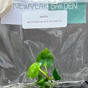 Anthurium king of spades plant - Etsy 日本 Anthurium king of spades plant - Etsy 日本
