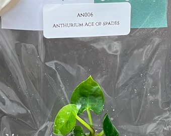 Anthurium Ace of spades (1 plantlet/bag) Tissue culture