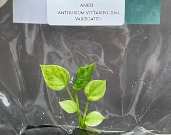 Anthurium Vittarifolium Variegated (1 item/bag) Tissue Culture