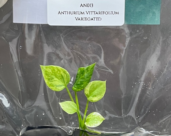 Anthurium Vittarifolium Variegated (1 plantlet/bag) Tissue culture