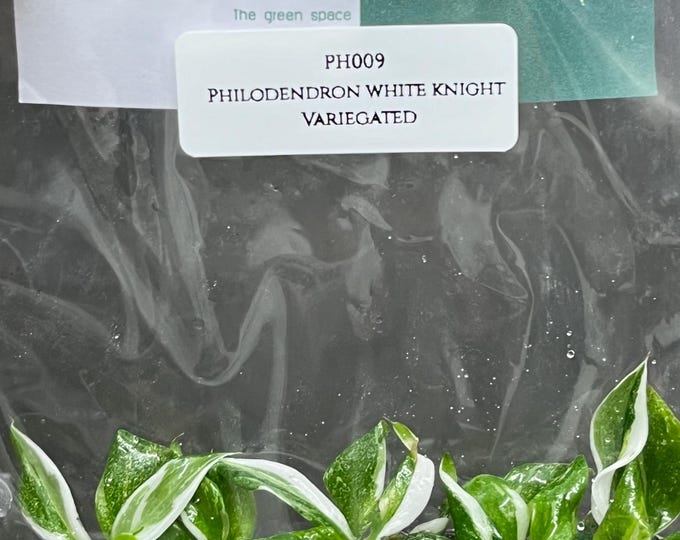 Philodendron White Knight Variegated Tissue Culture (5 items/bag)