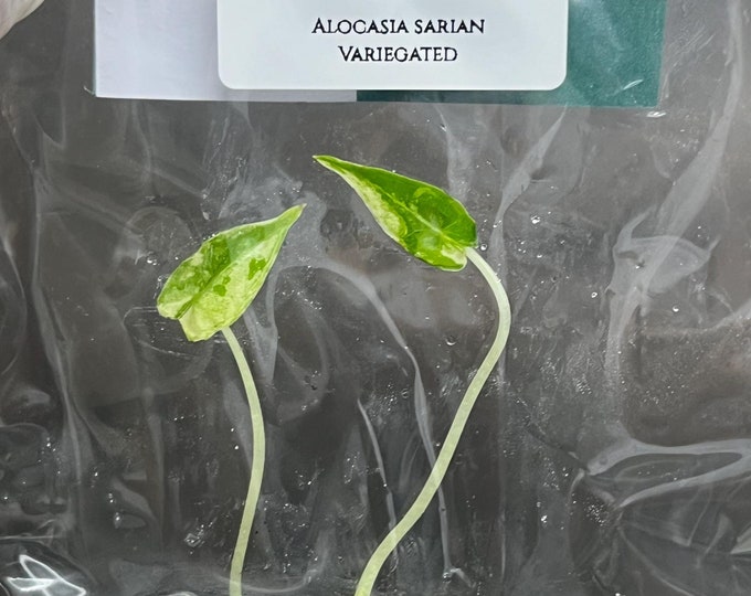 Alocasia Sarian Variegated (1 plantlet/bag) Tissue culture