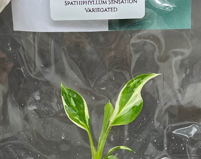 Spathiphyllum Sensation Variegated (1 plantlet/bag) Tissue culture