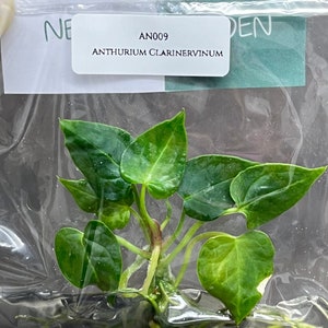 Anthurium Clarinervinum (1 Stück/Beutel) Gewebekultur