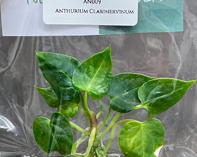 Anthurium Clarinervinum (1 plantlet/bag) Tissue culture