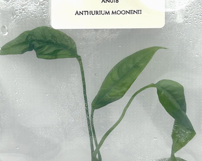 Anthurium moonenii (1 plantlet/bag) Tissue culture