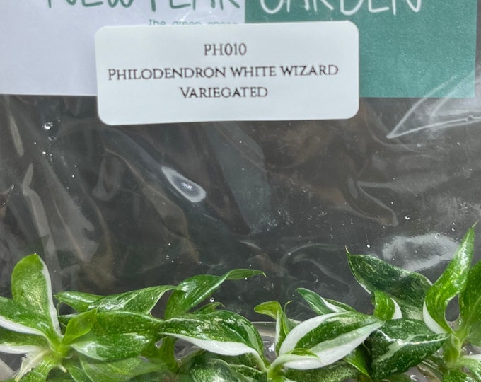 Philodendron white wizard Variegated (5 plantlets/bag) Tissue culture