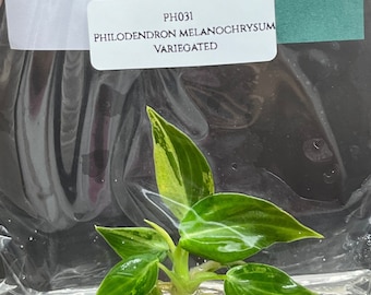 Philodendron melanochrysum Variegated (1 plantlet/bag) Tissue culture