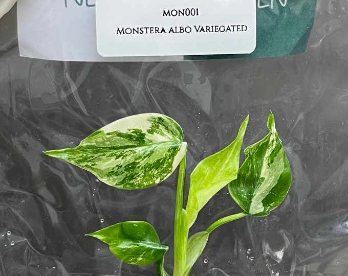 Monstera Albo Borsigiana Variegated (1 plantlet/bag) Tissue culture