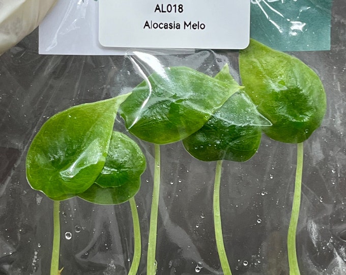 Alocasia Melo (5 plantlets/bag) Tissue culture