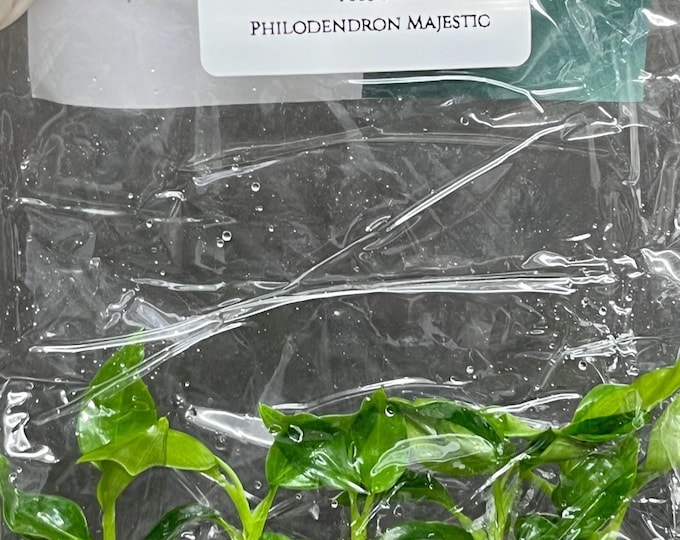 Philodendron Majestic (5 plantlets/bag) Tissue culture