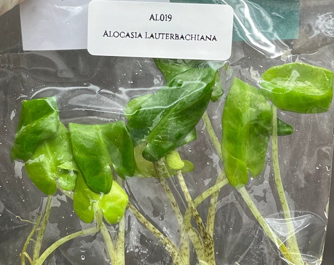 Alocasia Lauterbachiana (5 plantlets/bag) Tissue culture