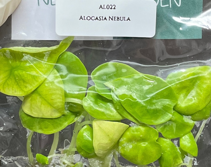 Alocasia Nebula (5 plantlets/bag) Tissue culture