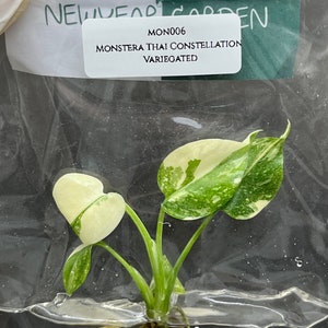 Monstera Thai Constellation Variegada (1 muda/saco) Cultura de tecidos