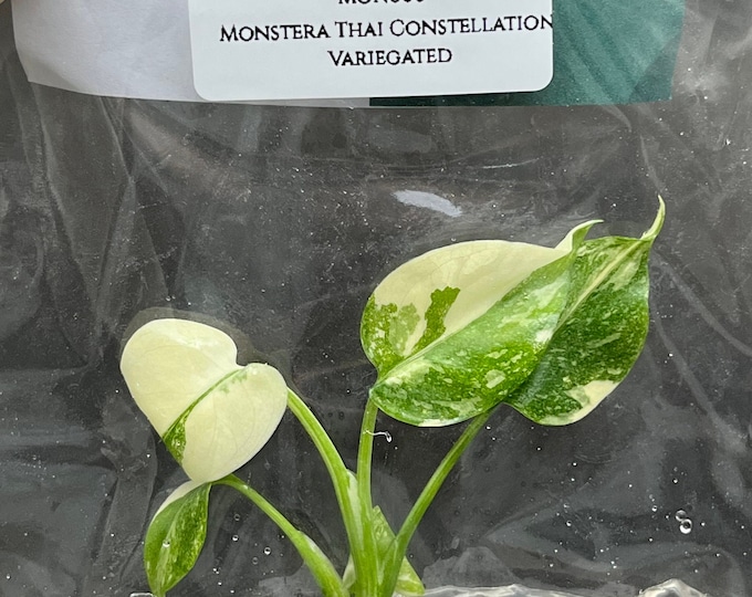 Monstera Thai Constellation Variegated (1 plantlet/bag) Tissue culture