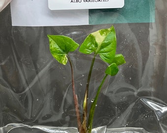 Syngonium podophyllum albo Variegated (1 plantlet/bag) Tissue culture
